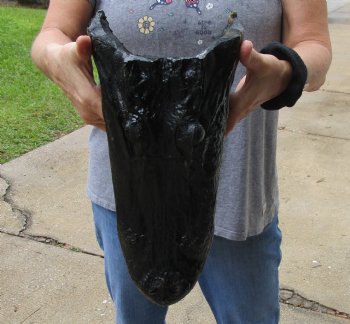 14 inch long Alligator Head for sale  - $48