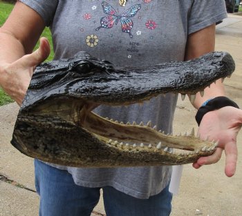 14 inch long Alligator Head for sale  - $48