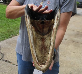 14 inch long Alligator Head for sale  - $48