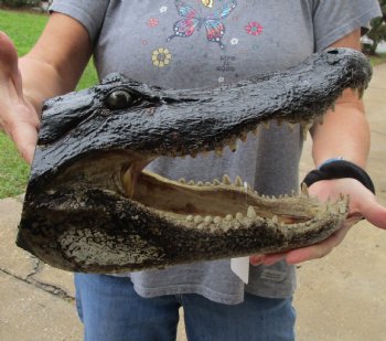 14 inch long Alligator Head for sale  - $48