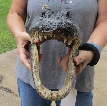 14 inch long Alligator Head for sale  - $48