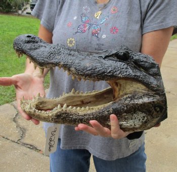 14 inch long Alligator Head for sale  - $48