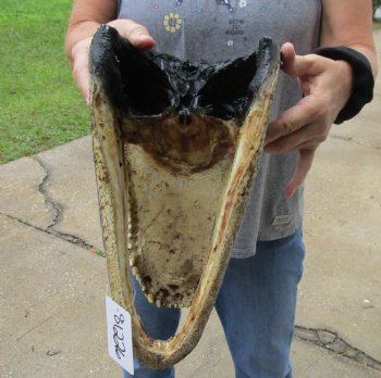 14 inch long Alligator Head for sale  - $48