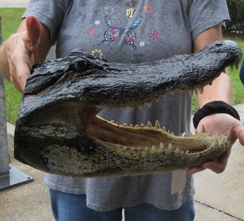 16 inch long Alligator Head for sale  - $85