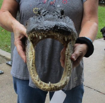 16 inch long Alligator Head for sale  - $85