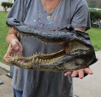 16 inch long Alligator Head for sale  - $85