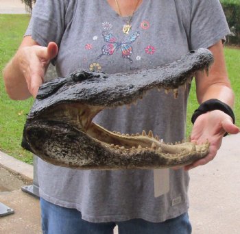 15 inch long Alligator Head for sale  - $65