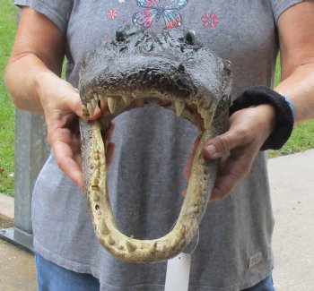 15 inch long Alligator Head for sale  - $65