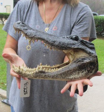 15 inch long Alligator Head for sale  - $65