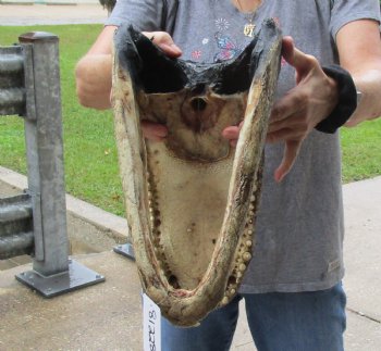 15 inch long Alligator Head for sale  - $65