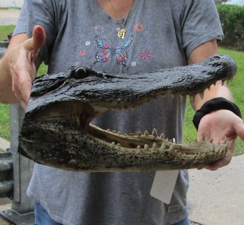 15 inch long Alligator Head for sale  - $65