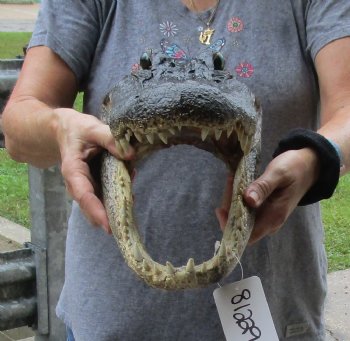 15 inch long Alligator Head for sale  - $65