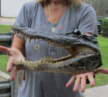 15 inch long Alligator Head for sale  - $65