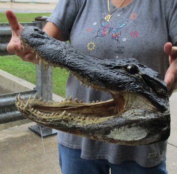 15 inch long Alligator Head for sale  - $65