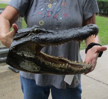 15 inch long Alligator Head for sale  - $65