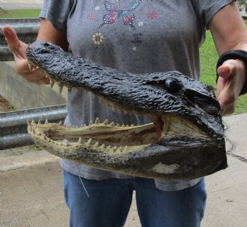 15 inch long Alligator Head for sale  - $65