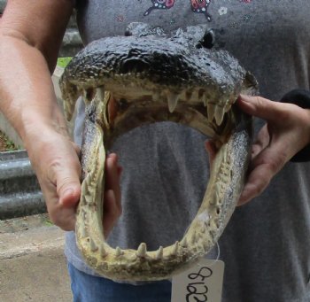 15 inch long Alligator Head for sale  - $65