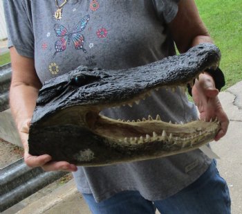 15 inch long Alligator Head for sale  - $65