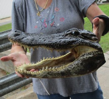 15 inch long Alligator Head for sale  - $65