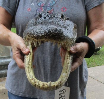 15 inch long Alligator Head for sale  - $65