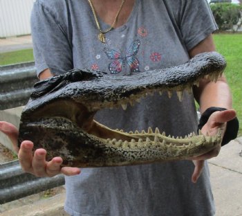 15 inch long Alligator Head for sale  - $65