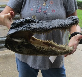 15 inch long Alligator Head for sale  - $65