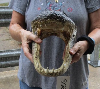 15 inch long Alligator Head for sale  - $65