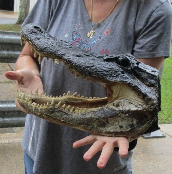 15 inch long Alligator Head for sale  - $65