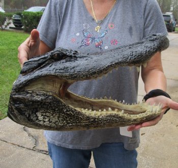 17 inch long Alligator Head for sale  - $115