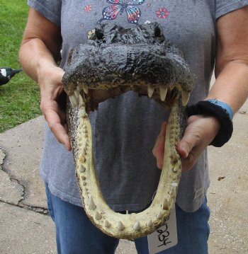 17 inch long Alligator Head for sale  - $115