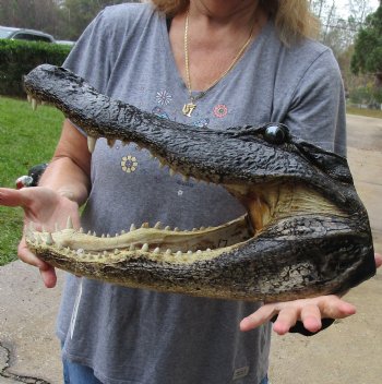 17 inch long Alligator Head for sale  - $115