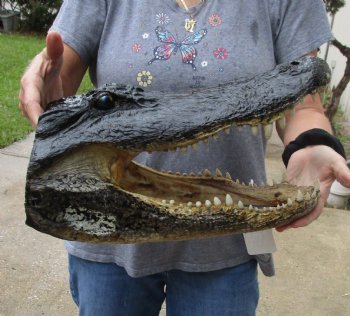 16 inch long Alligator Head for sale  - $85