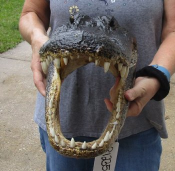 16 inch long Alligator Head for sale  - $85