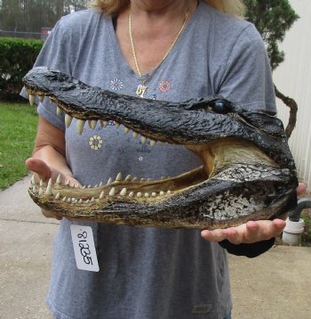 16 inch long Alligator Head for sale  - $85