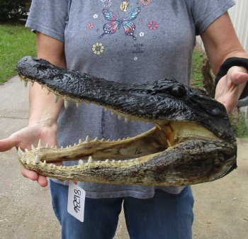 16 inch long Alligator Head for sale  - $85