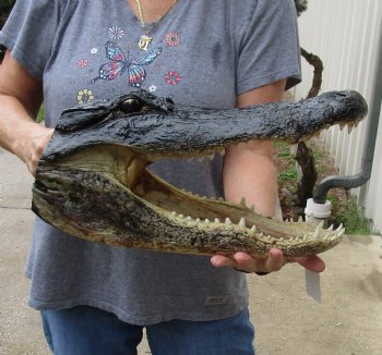 16 inch long Alligator Head for sale  - $85