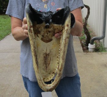 16 inch long Alligator Head for sale  - $85