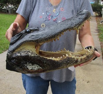 Buy this Massive Alligator Head today - 19 inches long for $175