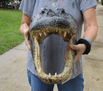 Buy this Massive Alligator Head today - 19 inches long for $175