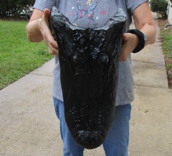 Buy this Massive Alligator Head today - 19 inches long for $175