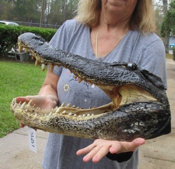 Buy this Massive Alligator Head today - 19 inches long for $175