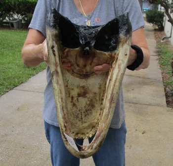 Buy this Massive Alligator Head today - 19 inches long for $175