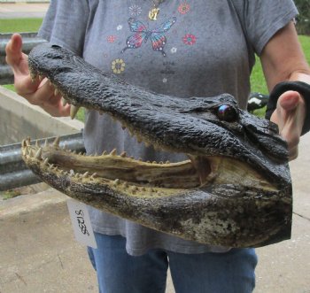 16 inch long Alligator Head for sale  - $85