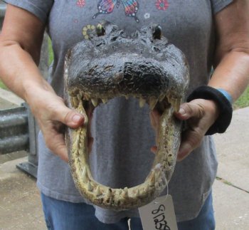 16 inch long Alligator Head for sale  - $85