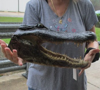 16 inch long Alligator Head for sale  - $85