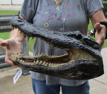 17 inch long Alligator Head for sale  - $115