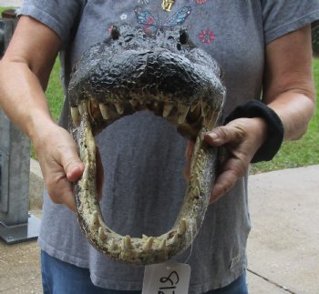 17 inch long Alligator Head for sale  - $115