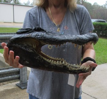 17 inch long Alligator Head for sale  - $115