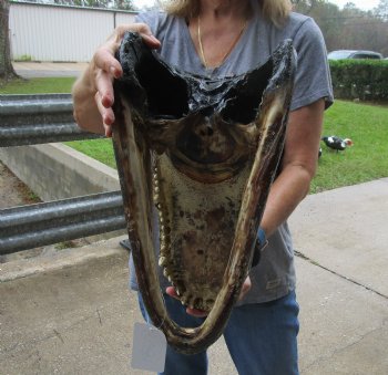 17 inch long Alligator Head for sale  - $115