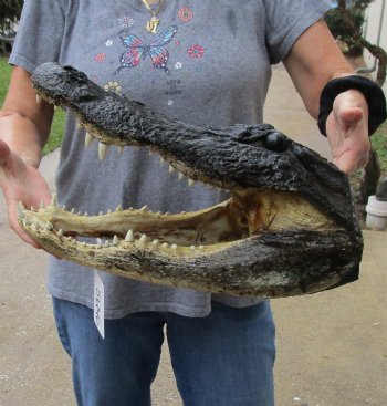 16 inch long Alligator Head for sale  - $85